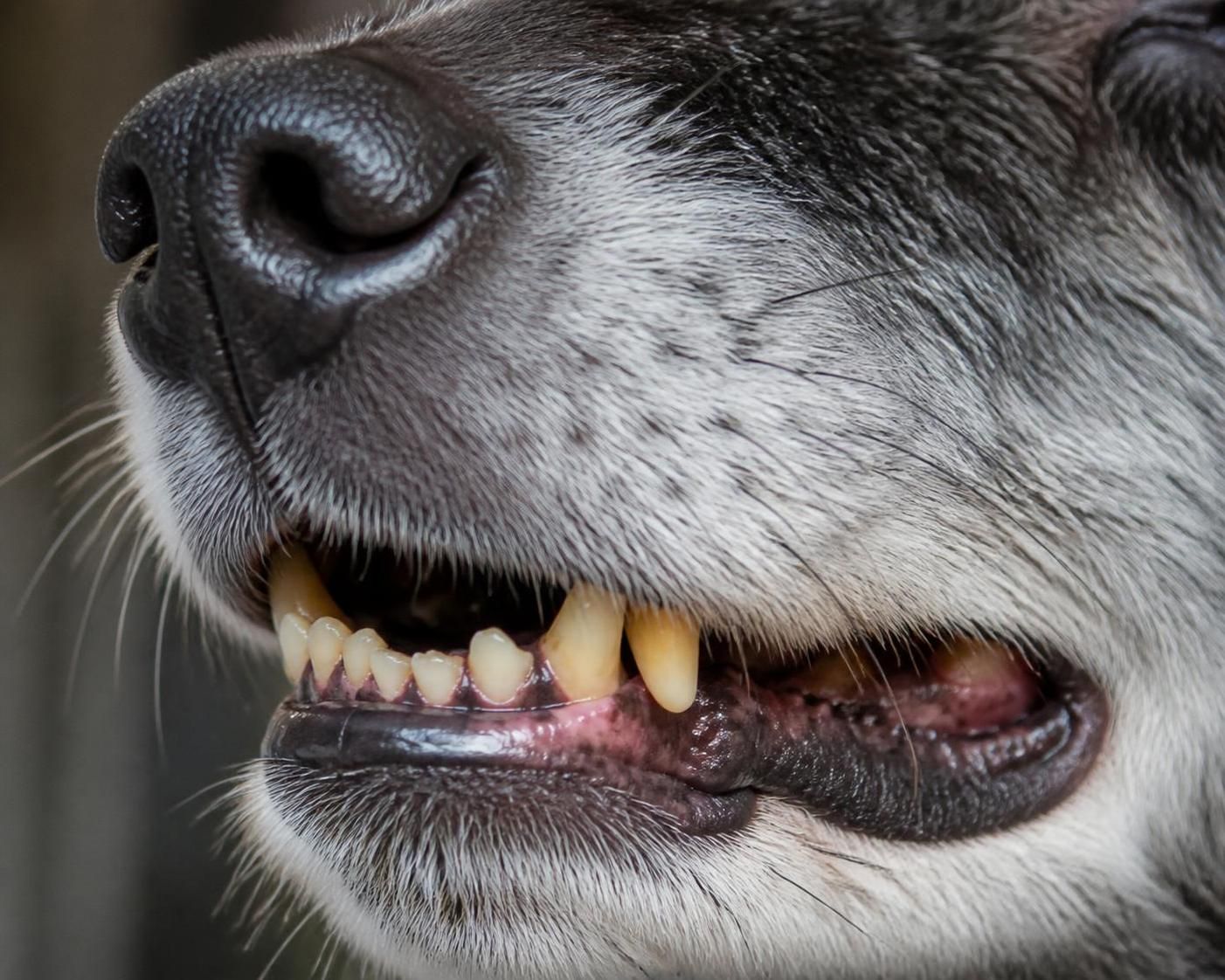 köpek yaşı hesaplama yöntemlerini öğrenin ve doğru sonuçlar için nelere dikkat edilmesi gerektiğini keşfedin. evcil dostunuzun yaşını doğru değerlendirmek için ipuçları burada.