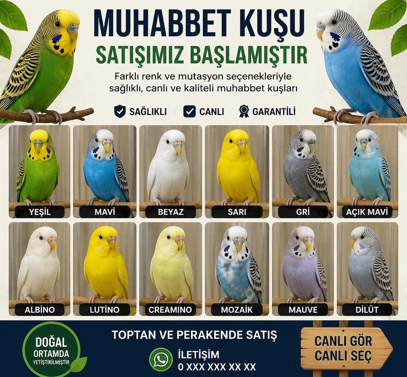 yılı için güncel muhabbet kuşu fiyatları rehberi. en uygun fiyatlar ve çeşitler hakkında detaylı bilgi edinin.