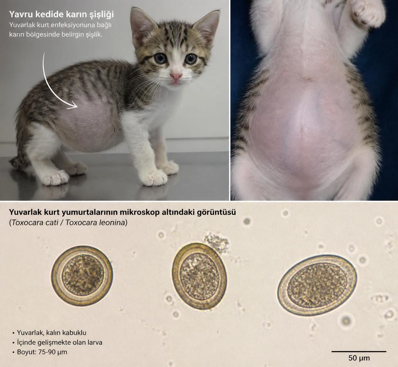 kedi parazitleri hakkında bilinmesi gereken önemli bilgiler ve korunma yöntemleri. evcil kedinizin sağlığını koruyun ve parazitlere karşı önlem alın.