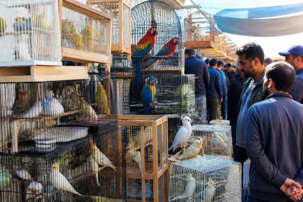 kuş fiyatları hangi faktörlere bağlı olarak değişir ve piyasadaki güncel durum nedir? kuş piyasasındaki son gelişmeleri ve fiyat trendlerini keşfedin.