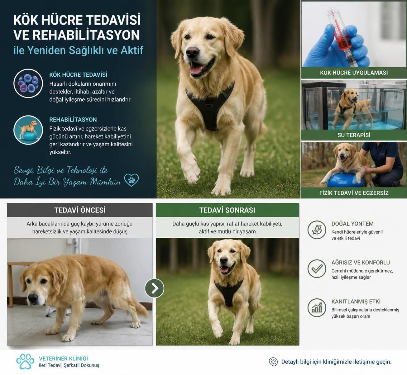 terapist veteriner polikliniğinde profesyonel hayvan sağlığı hizmetleri ve etkili tedavi yöntemleri ile sevimli dostlarınızın sağlığını koruyun.