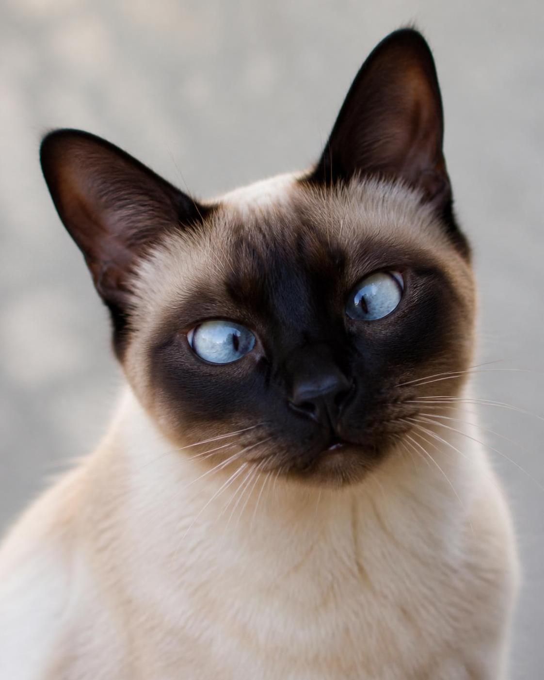 şaşı kedi nedir ve nasıl bakılır? bu rehberde şaşı kedilerin özelliklerini, bakım ipuçlarını ve sağlıklı yaşam için dikkat edilmesi gerekenleri öğrenin.